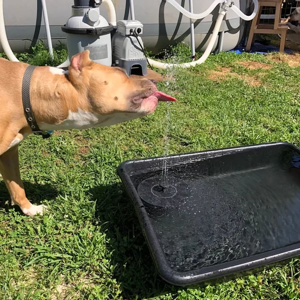 💧SCONTO DEL 60% IN QUESTO MOMENTO! ☀️ Pompa solare per fontana e vaschetta per uccelli – Pannello solare da 1,4 W, 4 ugelli e modello sommergibile per laghetti, giardini e piscine 🐦