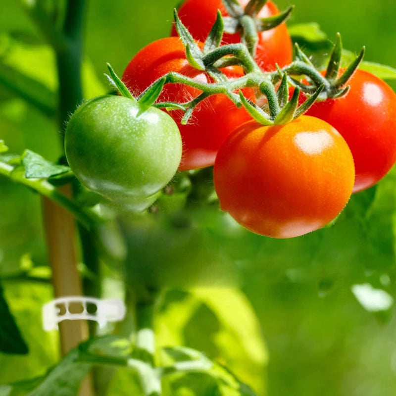 🗜️Clip per piante rampicanti – Fascette in plastica per pomodori e fermagli per piante 🌱🍅