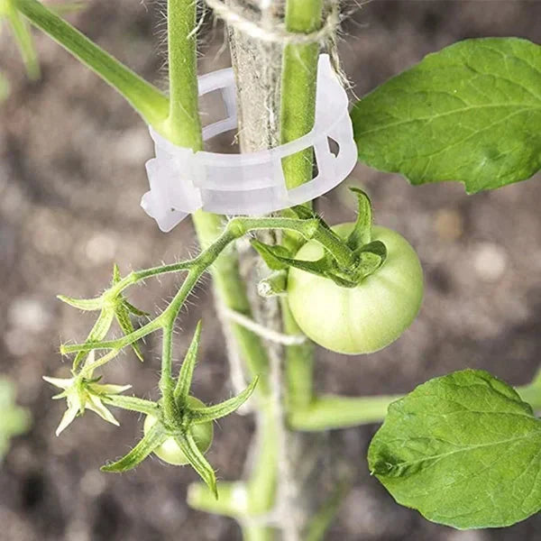 🗜️Clip per piante rampicanti – Fascette in plastica per pomodori e fermagli per piante 🌱🍅